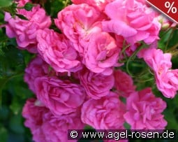 Dinky kaufen, click for more details Dinky