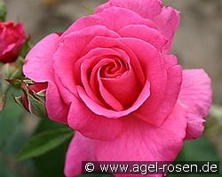 Dornröschen kaufen, click for more details Dornröschen