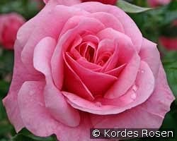 Dornröschenschloß Sababurg kaufen, click for more details Dornröschenschloß Sababurg