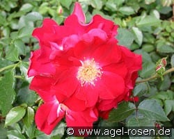 Dortmund kaufen, click for more details Dortmund