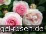 Buy Eden Rose 85