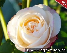 Eliane Gillet kaufen, click for more details Eliane Gillet