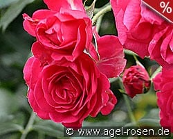 Elmshorn kaufen, click for more details Elmshorn