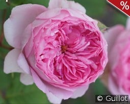 Elodie Gossuin kaufen, click for more details Elodie Gossuin