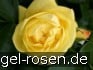 Buy Emil Nolde Rose