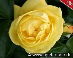 Emil Nolde Rose kaufen, click for more details Emil Nolde Rose