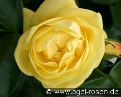 Emil Nolde Rose kaufen, click for more details Emil Nolde Rose