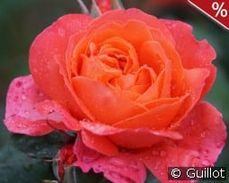 Emilien Guillot kaufen, click for more details Emilien Guillot