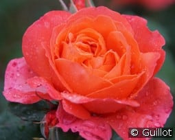 Emilien Guillot kaufen, click for more details Emilien Guillot