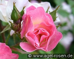 Erfurt kaufen, click for more details Erfurt