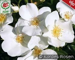 Escimo kaufen, click for more details Escimo