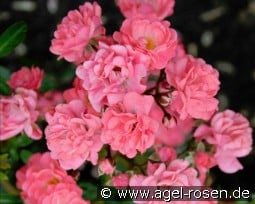 Fairy Princess kaufen, click for more details Fairy Princess