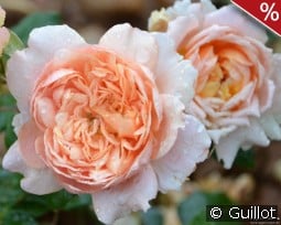 Festival des Jardins de Chaumont kaufen, click for more details Festival des Jardins de Chaumont