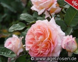 Fiona Gelin kaufen, click for more details Fiona Gelin