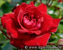 First Class Courtyard kaufen, click for more details First Class Courtyard