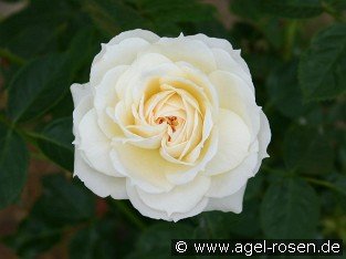 Flora Romantica