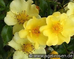 Flushing Meadow kaufen, click for more details Flushing Meadow