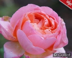 Francis Blaise kaufen, click for more details Francis Blaise