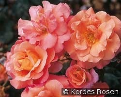 Freisinger Morgenröte kaufen, click for more details Freisinger Morgenröte