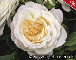 Friedenslicht kaufen, click for more details Friedenslicht