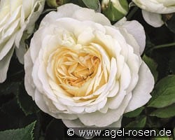 Friedenslicht kaufen, click for more details Friedenslicht