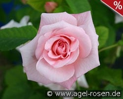 Fritz Nobis kaufen, click for more details Fritz Nobis