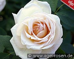 Frühlingsduft kaufen, click for more details Frühlingsduft