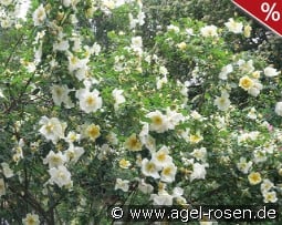 Frühlingsgold kaufen, click for more details Frühlingsgold