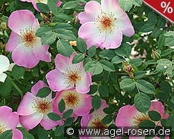 Frühlingsmorgen kaufen, click for more details Frühlingsmorgen