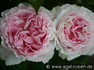 Shrub-Rose-Gartentraeume-81822.jpg