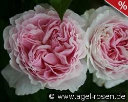 Gartenträume kaufen, click for more details Gartenträume