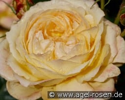 Gene Tierney kaufen, click for more details Gene Tierney