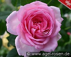 Ghita Renaissance kaufen, click for more details Ghita Renaissance