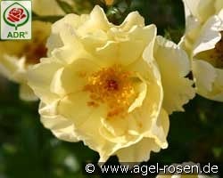 Goldspatz kaufen, click for more details Goldspatz