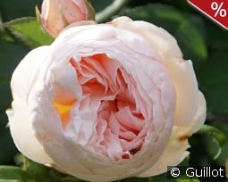 Guillot No. 1 kaufen, click for more details Guillot No. 1