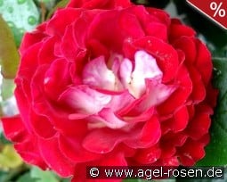 Guy Darmet kaufen, click for more details Guy Darmet