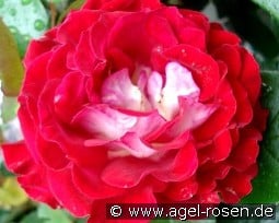 Guy Darmet kaufen, click for more details Guy Darmet