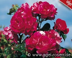 Guy Savoy kaufen, click for more details Guy Savoy