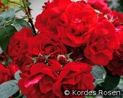 Hansaland kaufen, click for more details Hansaland