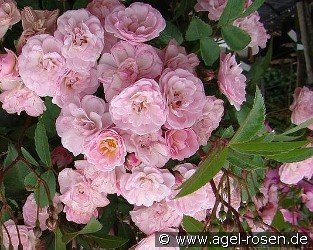 Heavenly Pink