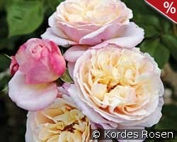 Herkules kaufen, click for more details Herkules