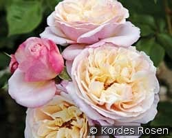 Herkules kaufen, click for more details Herkules