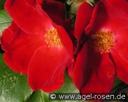 Home Run syn Fire Ball kaufen, click for more details Home Run syn Fire Ball