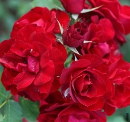 Hope for Humanity kaufen, click for more details Hope for Humanity