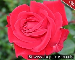 Hotel Royal kaufen, click for more details Hotel Royal