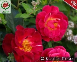 Ile de Fleurs kaufen, click for more details Ile de Fleurs