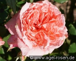 Institut Lumière kaufen, click for more details Institut Lumière