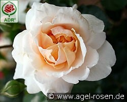 Kaiser von Lautern kaufen, click for more details Kaiser von Lautern