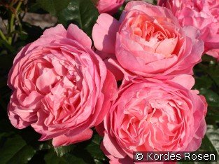 Kölner Flora