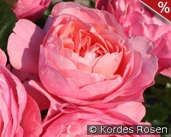 Kölner Flora kaufen, click for more details Kölner Flora